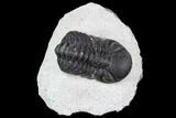 Bargain, Austerops Trilobite - Ofaten, Morocco #105993-1